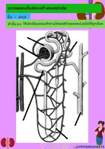 แบบทดสอบโครงสร้างของหน่วยไต ม.5(2)