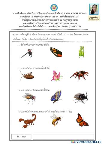 ส่วนประกอบลักษณะแมลง