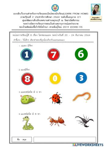 ลักษณะของแมลงและแมงต่างๆ