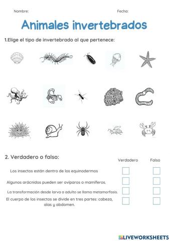 Los animales invertebrados