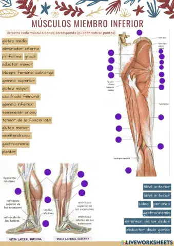 Músculos extremidad inferior 4
