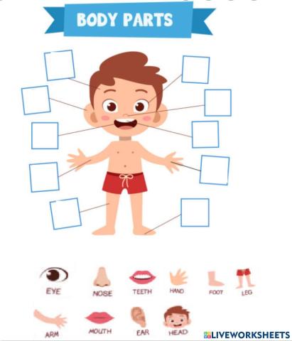 Kg1 body parts