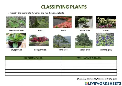 Classifying Plants