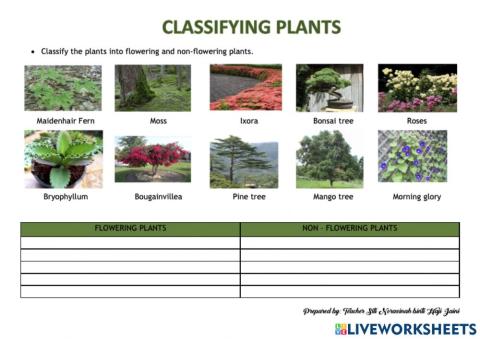 Classifying Plants