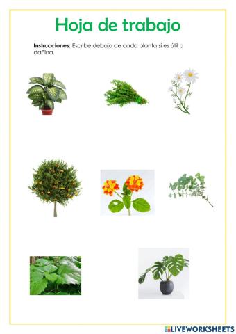 Plantas útiles y dañinas