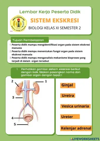 LKPD Sistem Eksresi Manusia