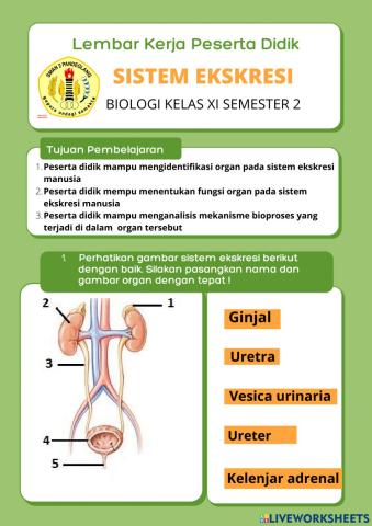 LKPD Sistem Eksresi Manusia