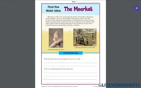 Meerkats