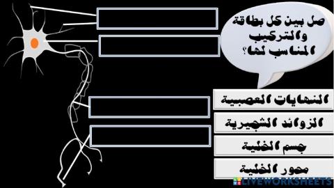 تركيب الخلية العصبية