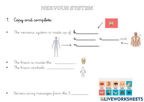 Nervous system revision