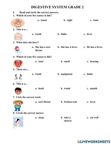 Digestive system grade 2