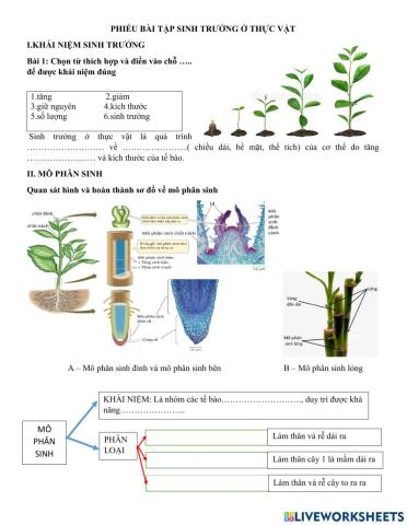 Sinh trưởng ở thực vật