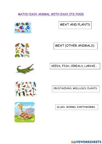 ANIMALS AND ITS FOOD