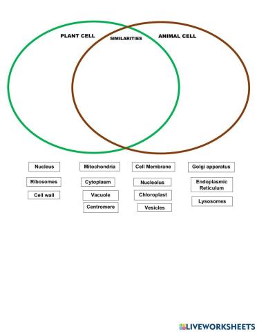 Plant cell and Animal Cell