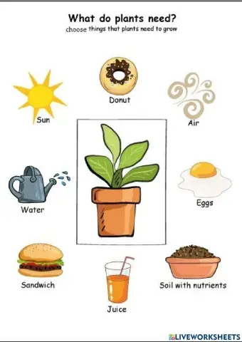 Plants Needs
