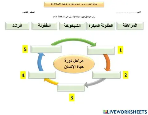 مراحل دورة حياة الانسان