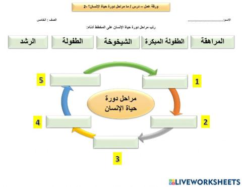 مراحل دورة حياة الانسان