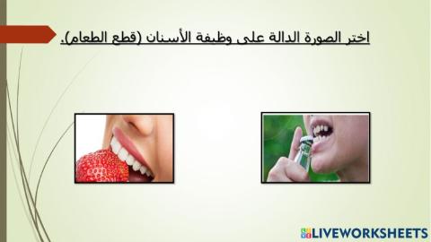 وظيفة الأسنان