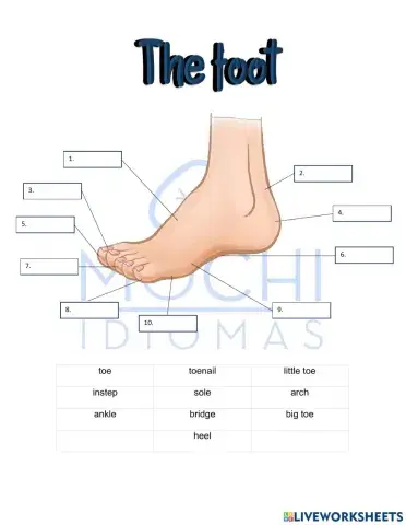 The foot
