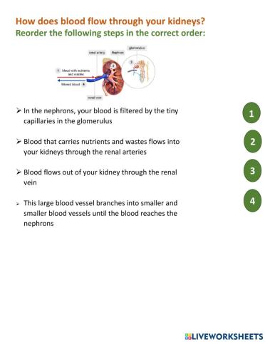Kidney blood flow direction