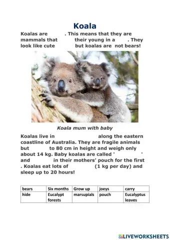 Australian animals koala