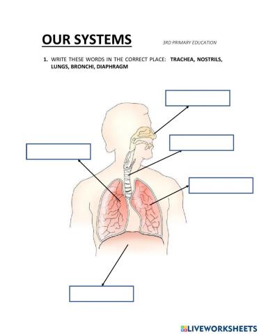 Respiratory system