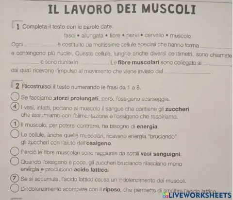 Il lavoro dei muscoli