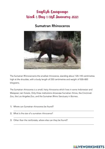 Sumatran Rhinoceros