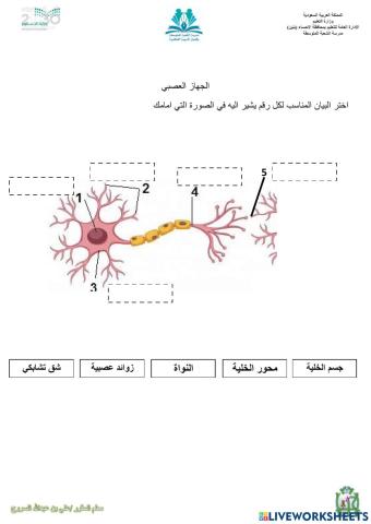 تركيب الخلية العصبية