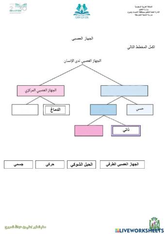 تركيب الجهاز العصبي