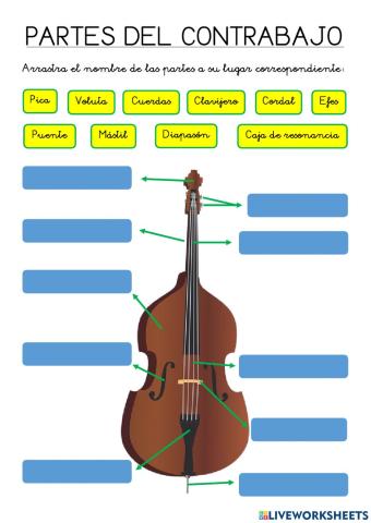 Las partes del contrabajo