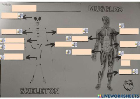 Skeleton & muscles