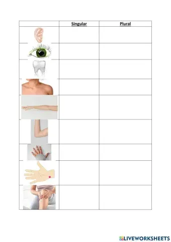 Körperteile - Singular Plural
