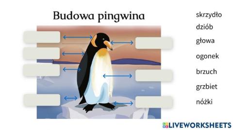 Budowa pingwina