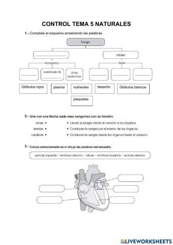 Control tema 5 naturales. el aparato circulatarioy excretor