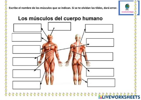 Los músculos del cuerpo humano