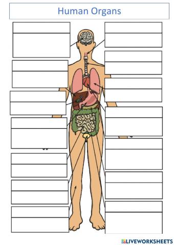 Human Body - Organs