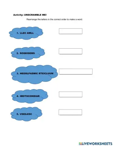 Plant cell and animal cell
