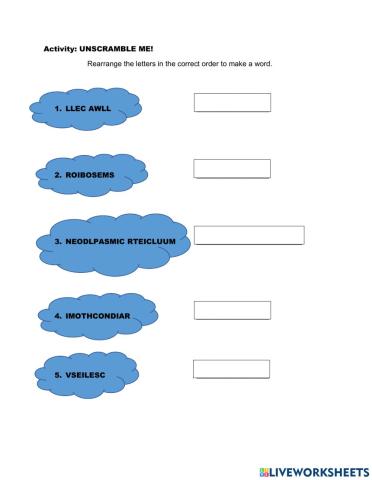 Plant cell and animal cell