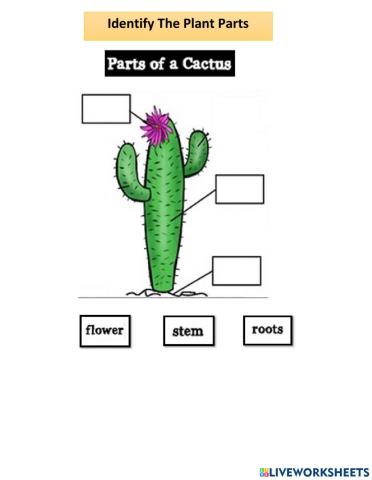The Plant Parts