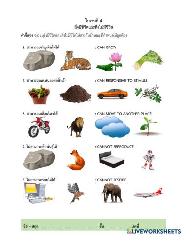 ลักษณะของสิ่งมีชีวิต