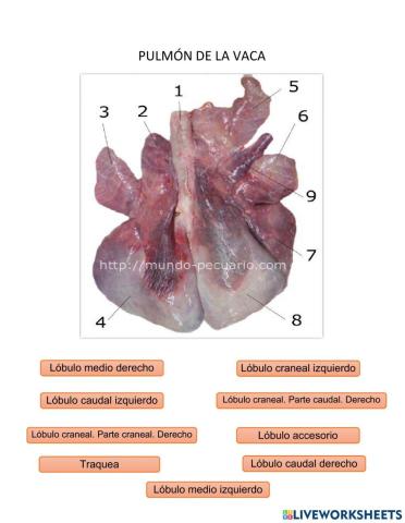 Pulmón de la vaca