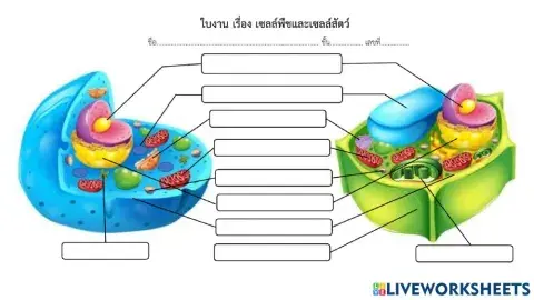 Plant cell and animal cell