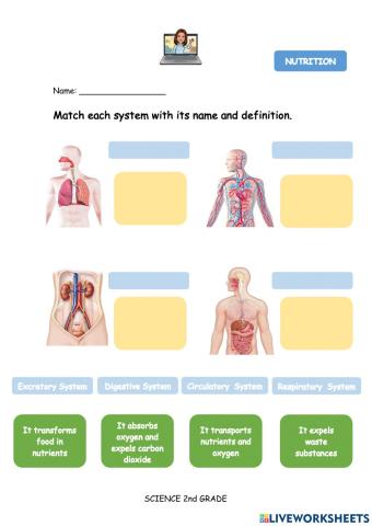 Body systems functions