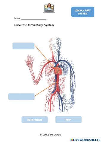 Circulatory system