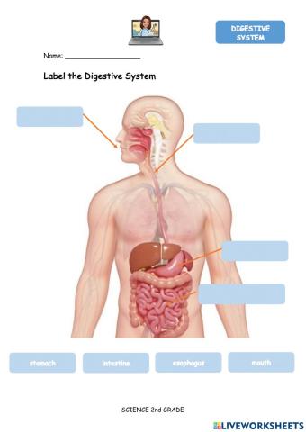 Digestive system