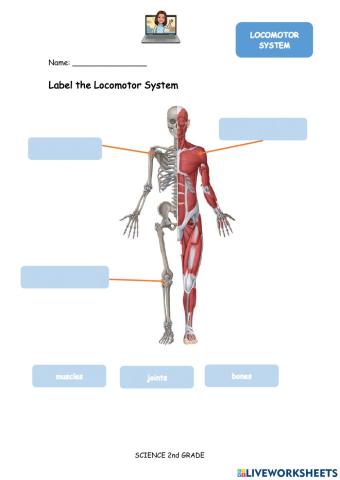 Locomotor system