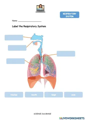Respiratory system