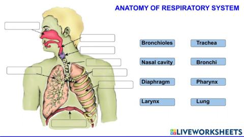 Respiratory system