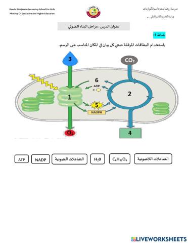 مراحل البناء الضوئي